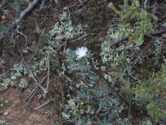 Lampranthus stayneri