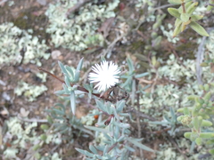 Lampranthus stayneri