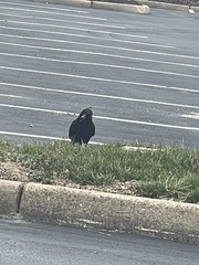 Corvus