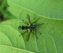 Cylindromyia bicolor