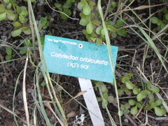 Cotyledon velutina