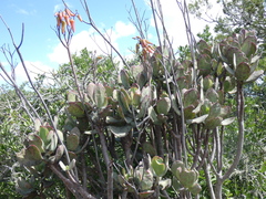 Cotyledon velutina