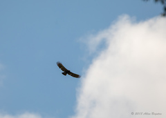 Spizaetus tyrannus