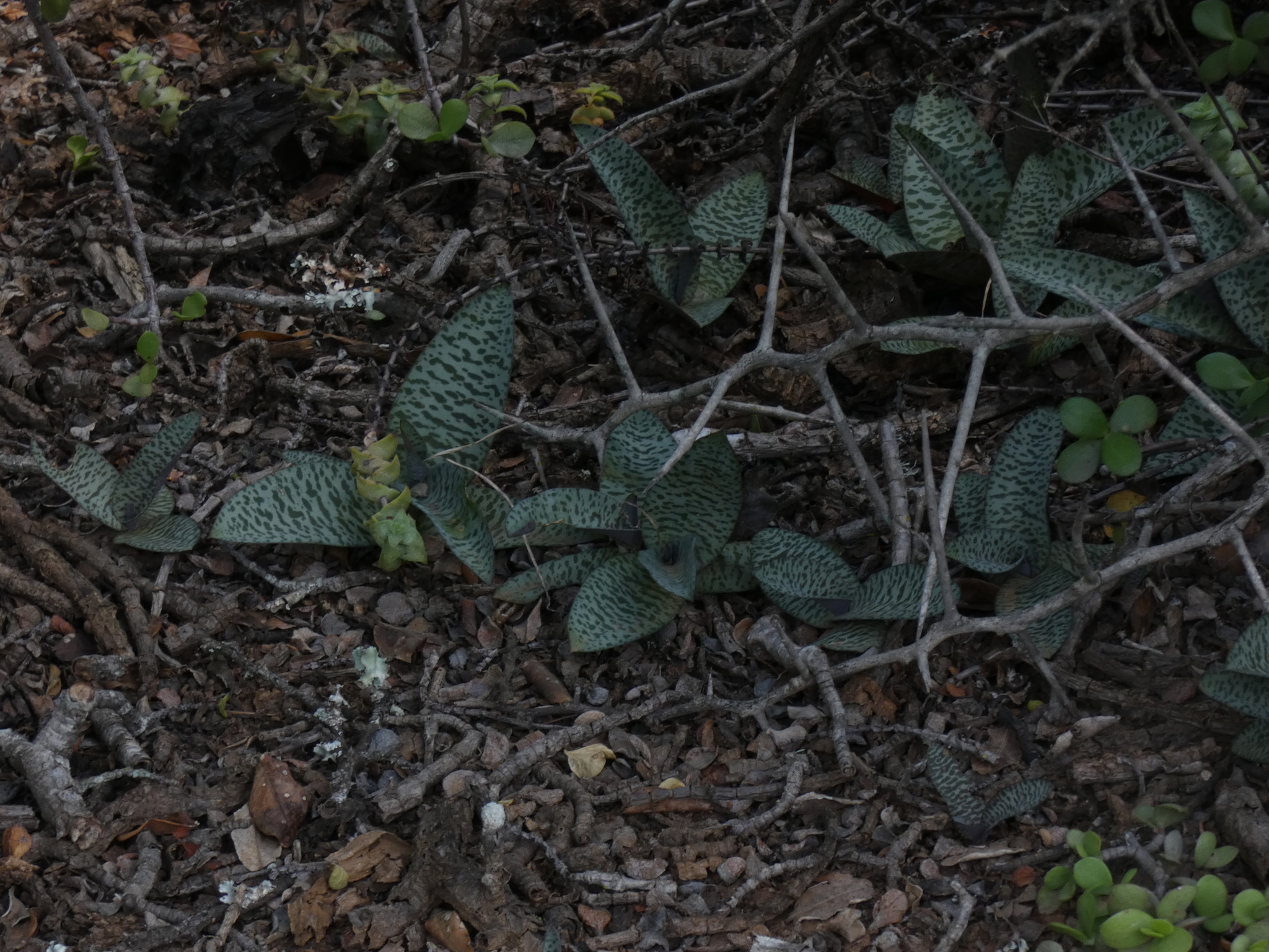 Imagem de Planta-pérola