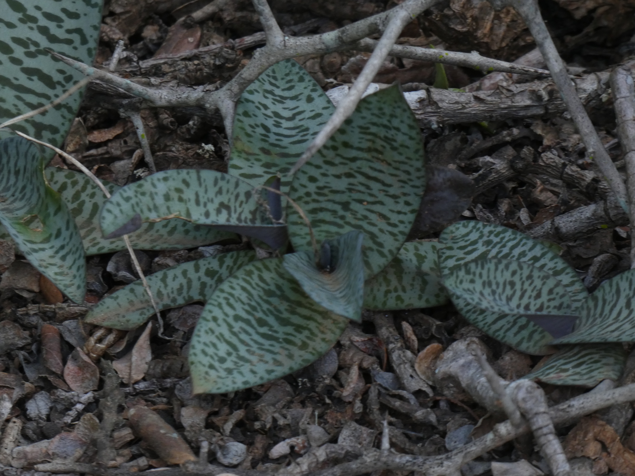 Imagem de Planta-pérola