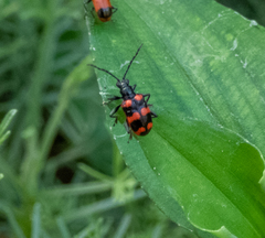 Neolema fasciata