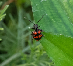 Neolema fasciata