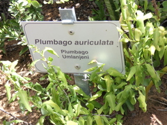 Plumbago auriculata