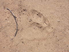 Panthera pardus pardus