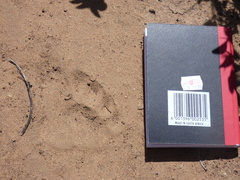 Panthera pardus pardus