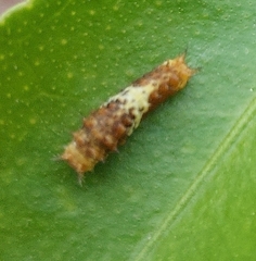 Papilio demoleus