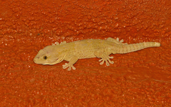 Tarentola senegambiae