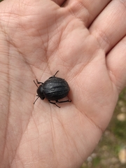 Pimelia bipunctata