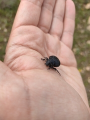 Pimelia bipunctata
