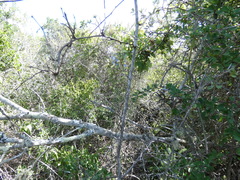 Mystroxylon aethiopicum