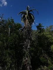 Aloe africana