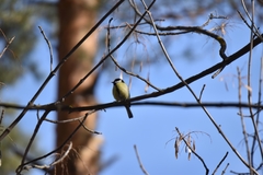 Parus major