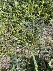 Plagiobothrys acanthocarpus