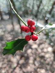 Ilex aquifolium