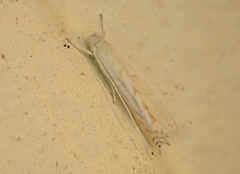 Stegommata sulfuratella