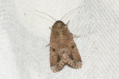 Spodoptera exempta