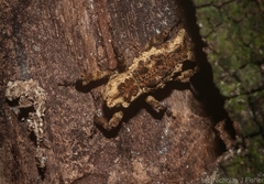 Poropterus angustatus