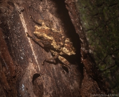 Poropterus angustatus