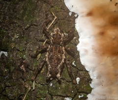 Poropterus angustatus