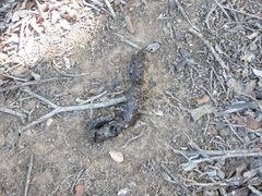 Genetta tigrina tigrina