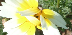 Synema globosum
