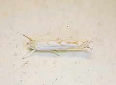 Stegommata sulfuratella