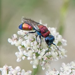 Chrysis viridula