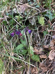 Pulmonaria hirta