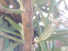 Heliophanus tribulosus