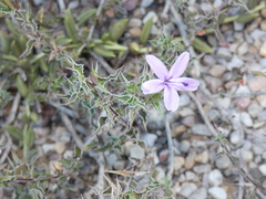 Barleria irritans