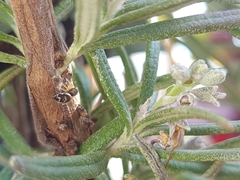 Heliophanus tribulosus