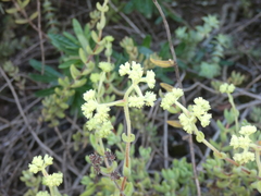 Crassula mesembryanthoides