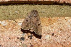 Spodoptera exempta