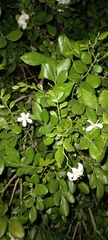 Murraya paniculata