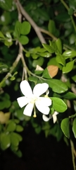Murraya paniculata