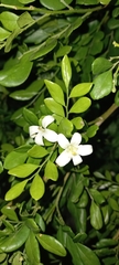 Murraya paniculata