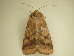 Helicoverpa armigera conferta