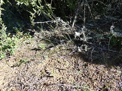 Chlorophytum saundersiae