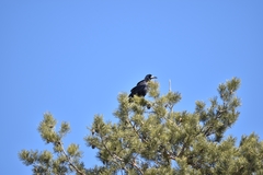 Corvus frugilegus