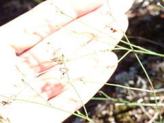 Chlorophytum saundersiae