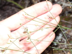 Chlorophytum saundersiae