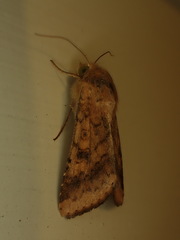 Helicoverpa armigera conferta