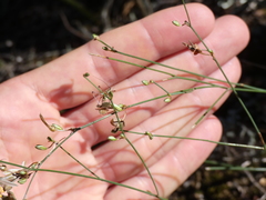 Chlorophytum saundersiae