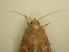 Helicoverpa armigera conferta