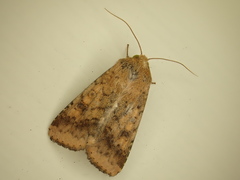 Helicoverpa armigera conferta
